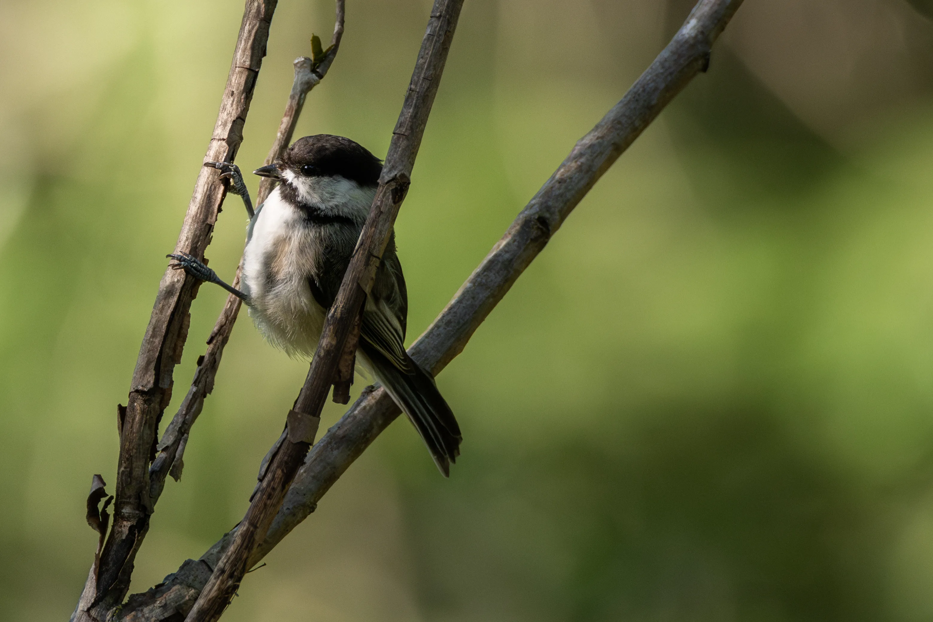 Wildlife photography by Calum Murray