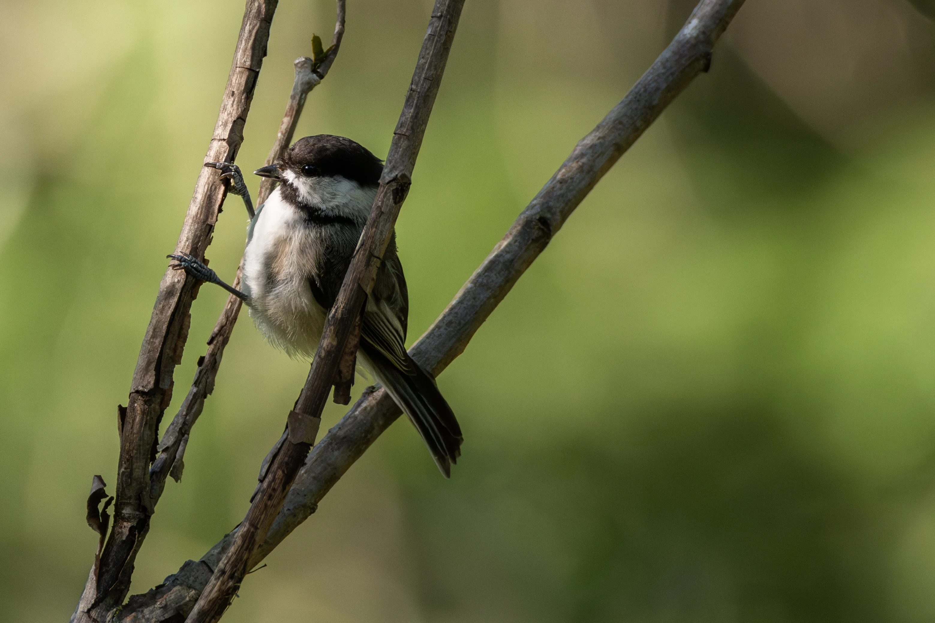 Chickadee