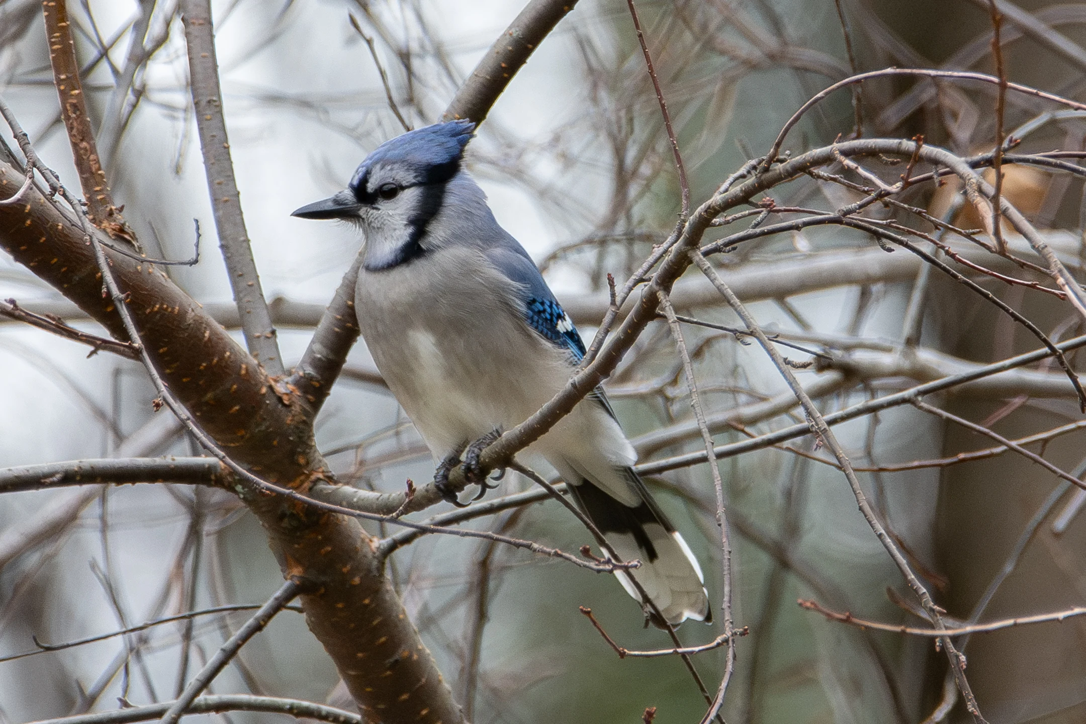 Bluejay