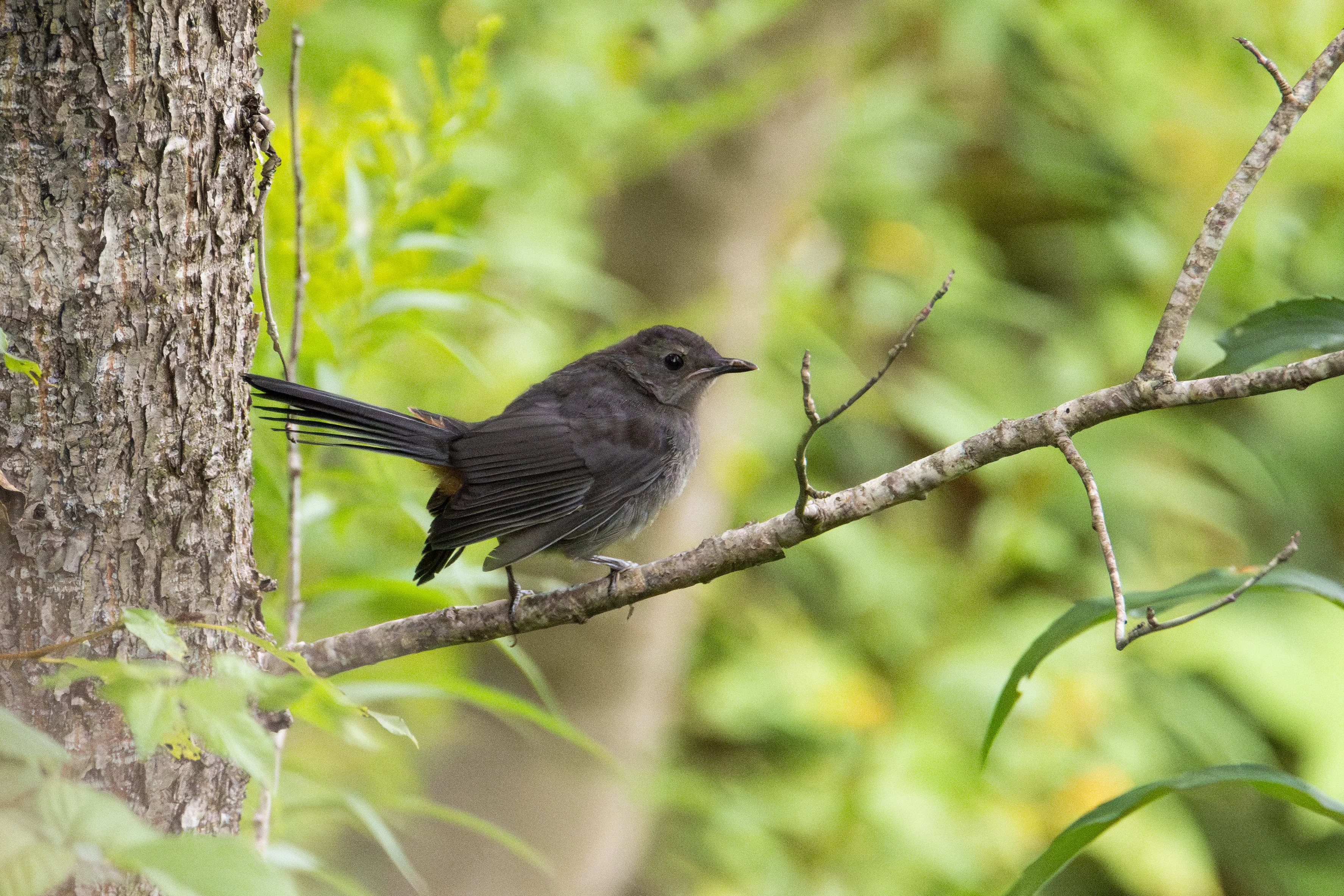 Cat bird