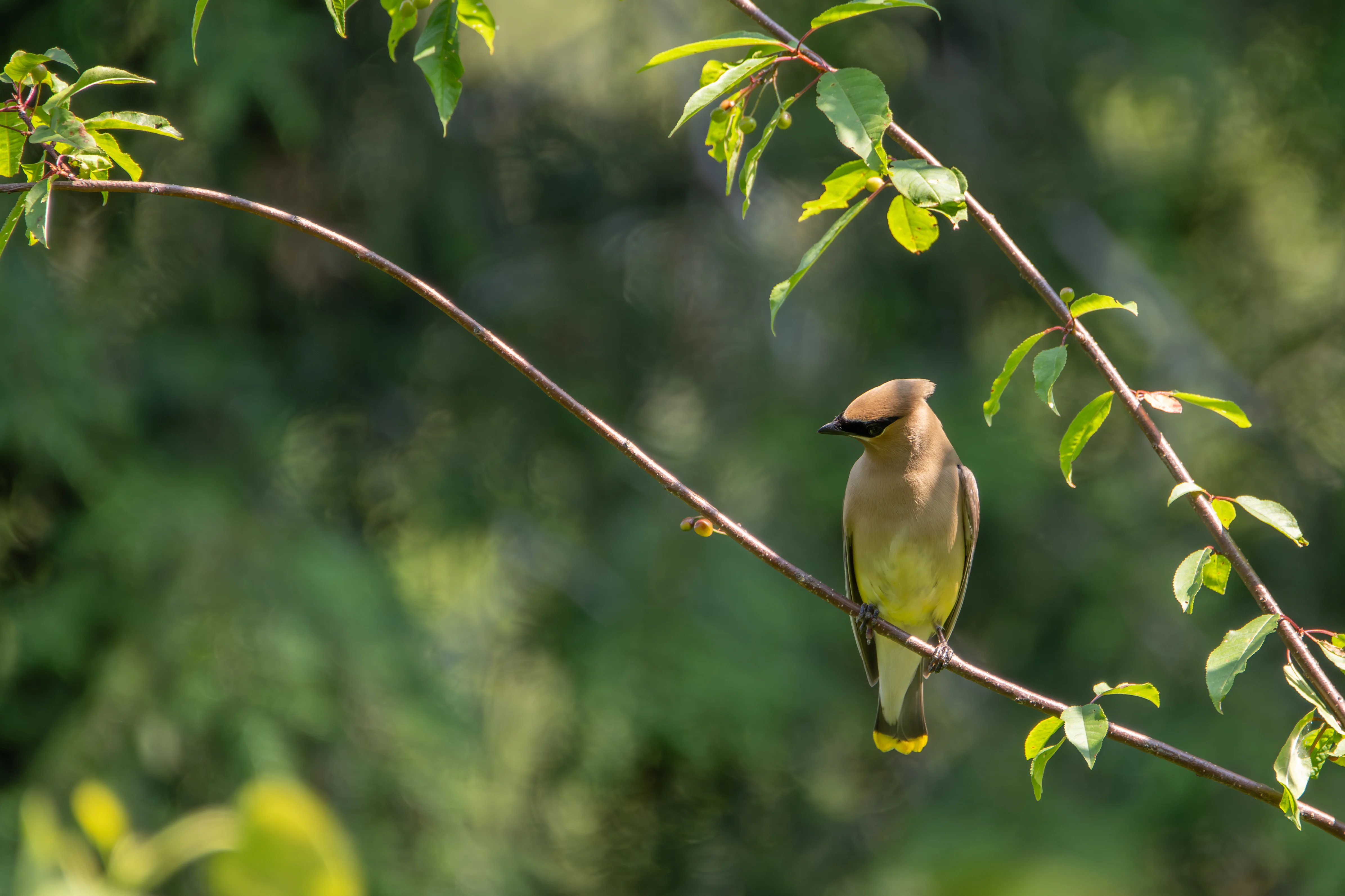 Cedar Waxwing on branch