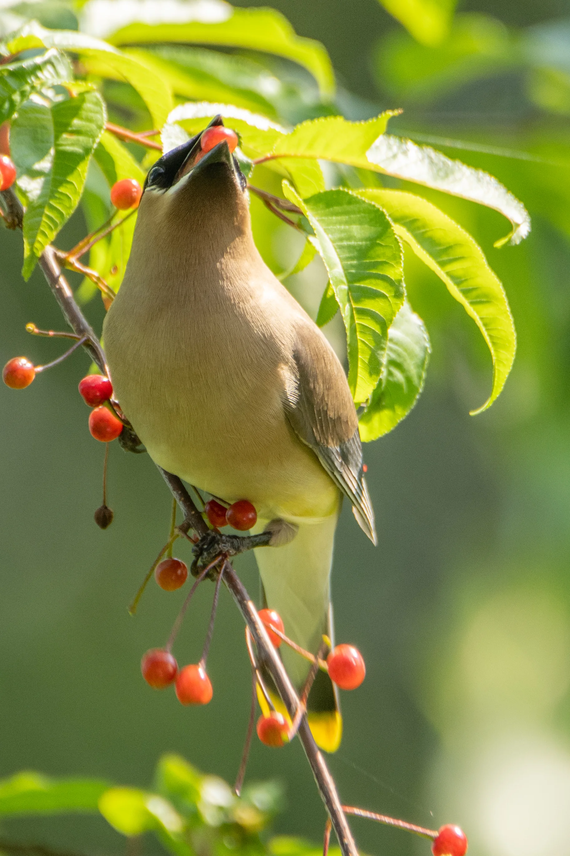 Cedar Waxwing with Berry