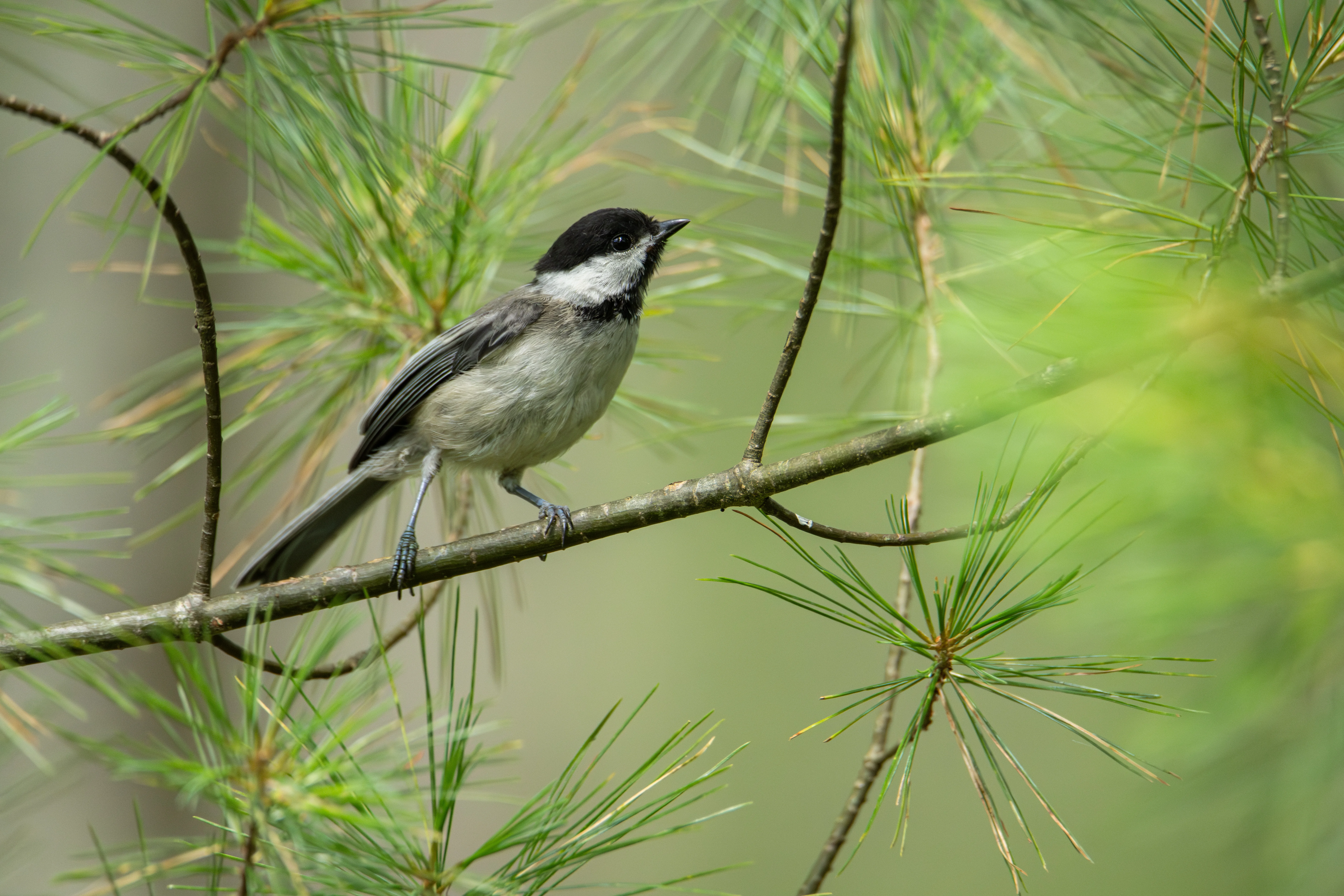 Chickadee in Maine