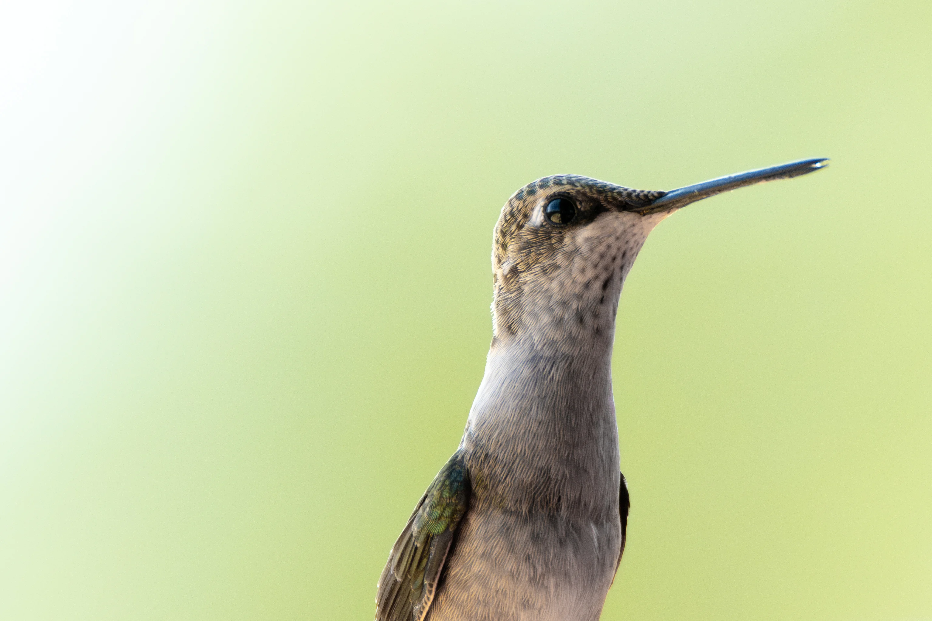 Humming Bird Closeup