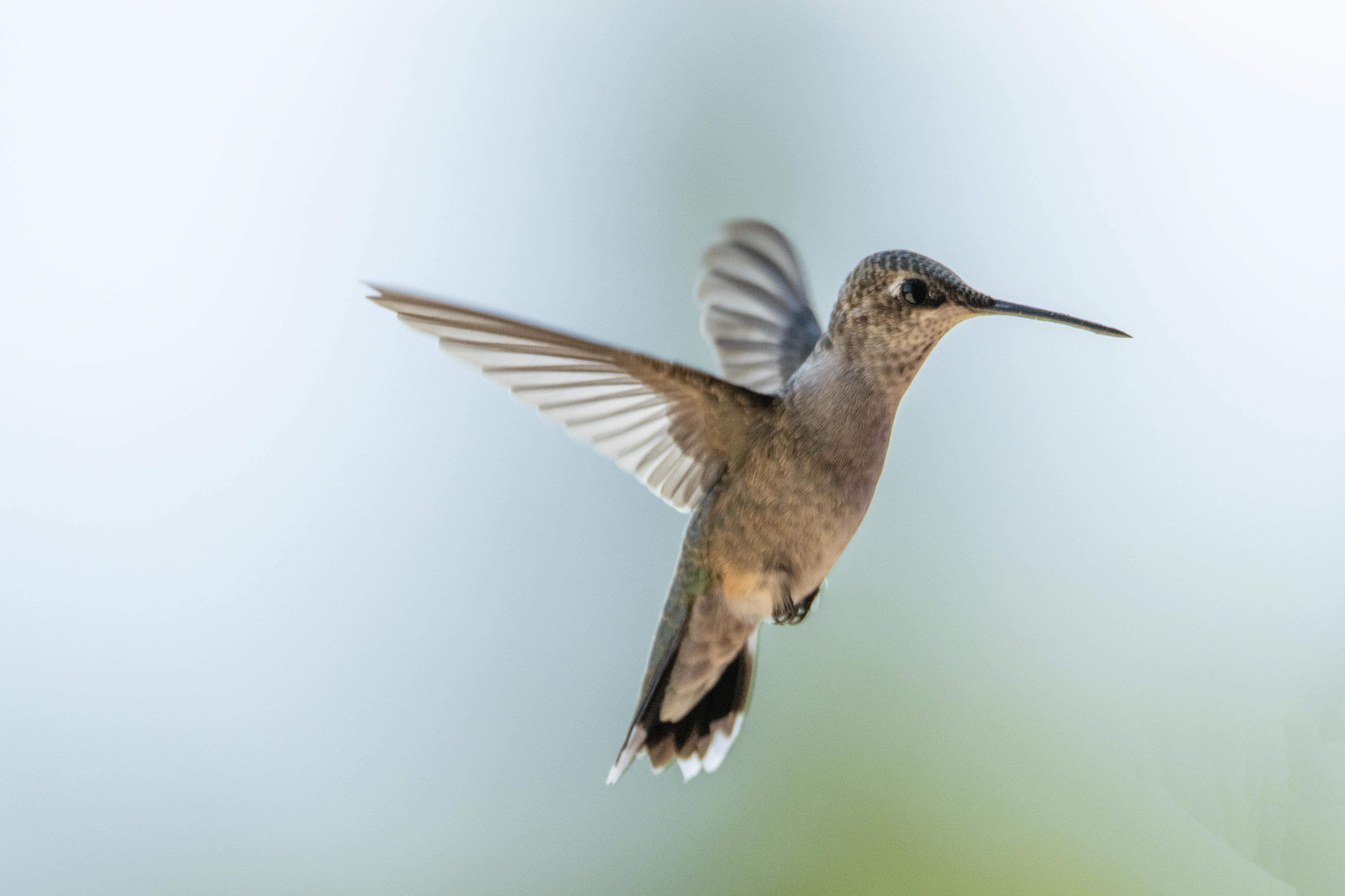 Humming Bird
