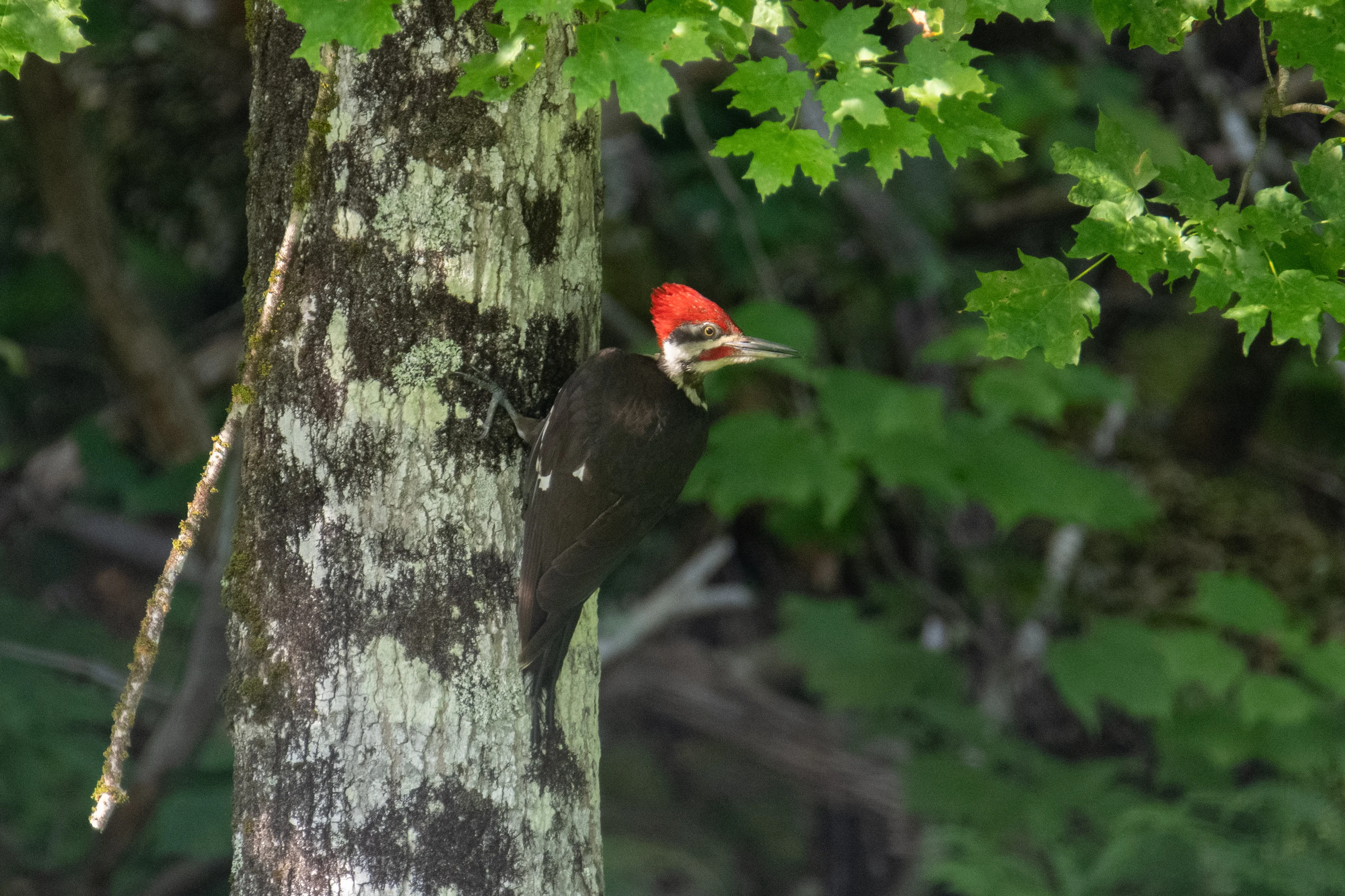 Woodpecker