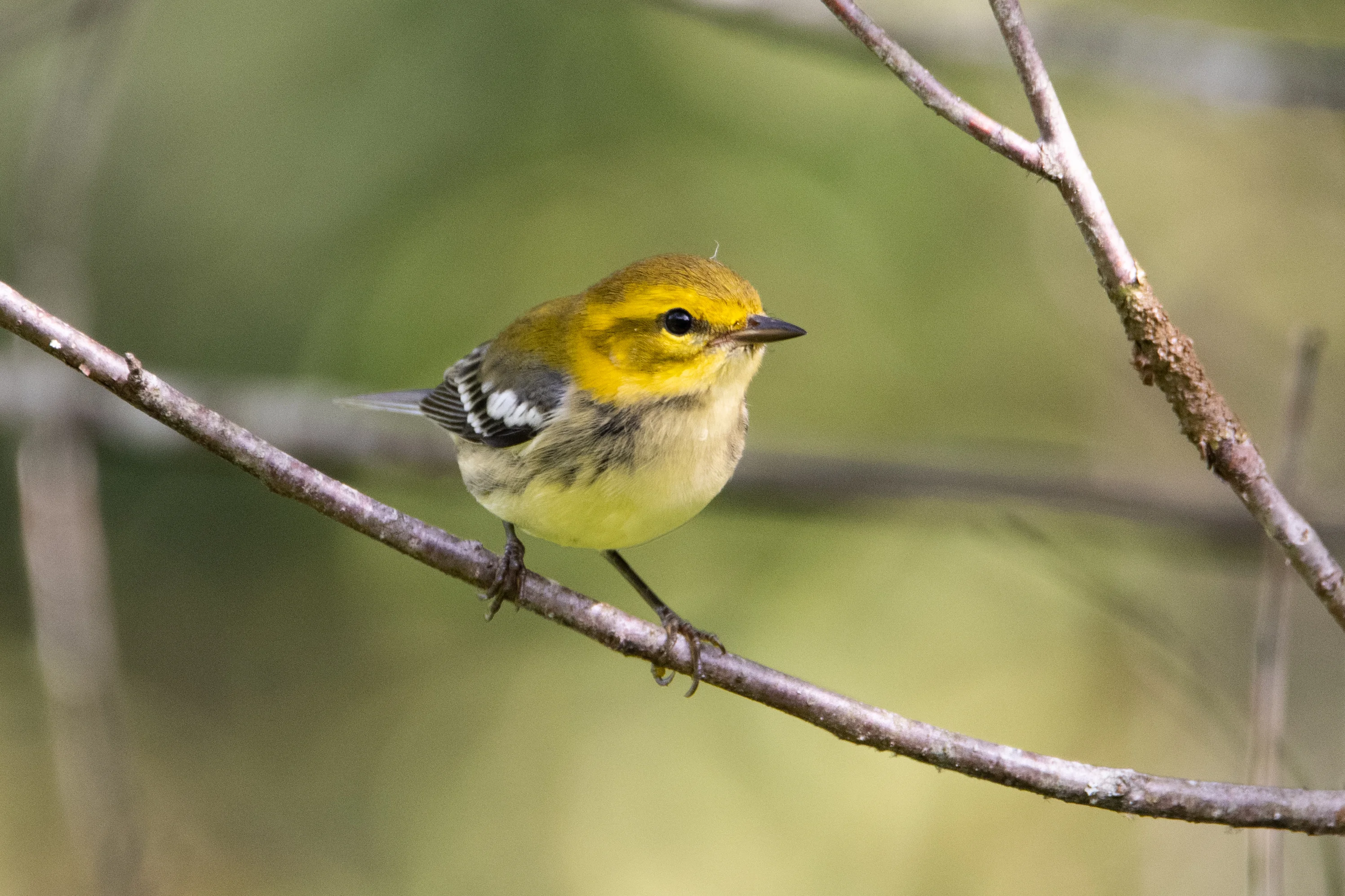 Yellow Little